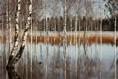 11 апреля &mdash; Марков день, день березы