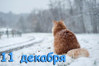 11 декабря &mdash; Сойкин день