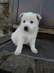 Пропала Собака, по кличке Дружок