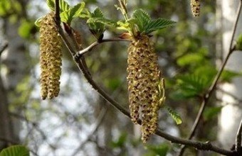 17 апреля &mdash; Иосиф-песнопевец, ольховые смотрины