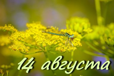 14 августа &mdash; Медовый Спас