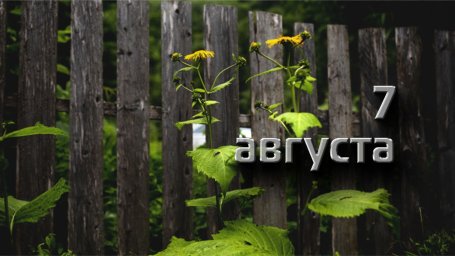 7 августа &mdash; Анна Зимоуказательница