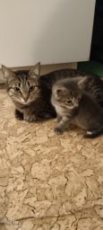 кошка Мира и котята