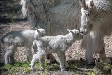 В Новосибирском зоопарке родились детеныши снежных коз В Новосибирском зоопарке родились детеныши снежных коз