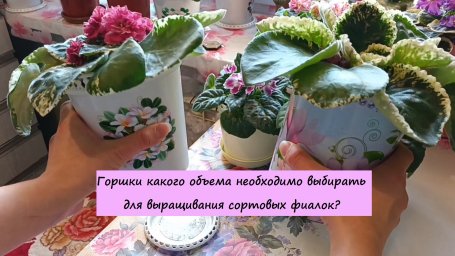 Горшки какого объема необходимо выбирать для выращивания сортовых фиалок (сенполий)? Горшки какого объема необходимо выбирать для выращивания сортовых фиалок (сенполий)?