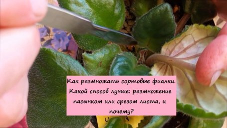 Как размножать сортовые фиалки. Какой способ лучше: размножение пасынком или срезом листа, и почему?