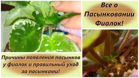 Все о Пасынковании Фиалок!