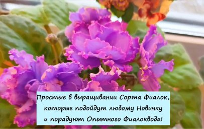 Простые в выращивании Сорта Фиалок, которые подойдут любому Новичку и порадуют Опытного Фиалковода!