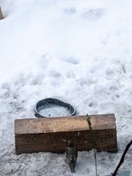 Вот и скворцы прилетели